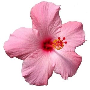 Meet your Posher, Paige